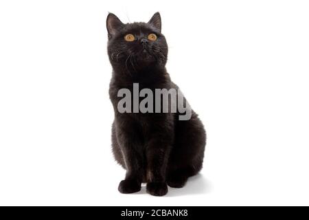 British black cat with yellow eyes on white background Stock Photo