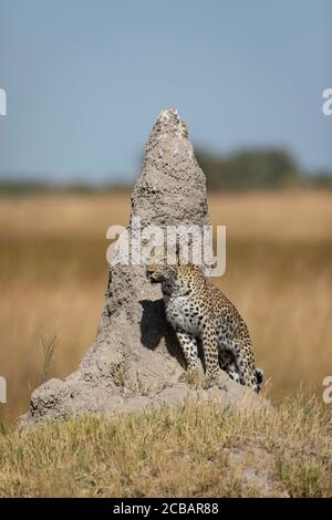 Alert adult leopard standing next to a tall termite mound in middle of day sun in Moremi Reserve Botswana Stock Photo