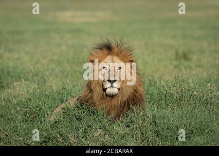 Adult male lion king with beautiful mane lying in green grass looking straight at camera Ngorongoro Crater Tanzania Stock Photo