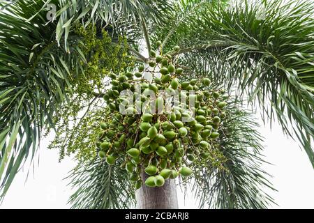 Branch of red and green betel nut or Areca Catechu (Areca nut palm, Betel nuts) on high tree. Stock Photo