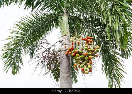 Areca catechu (Areca nut palm, Betel Nuts) ; showing produce on high tree. The ripe fruits, round, orange. All bunch into large clustered, hanging dow Stock Photo