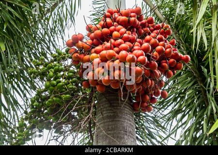 Areca catechu (Areca nut palm, Betel Nuts) ; showing produce on high tree. The ripe fruits, round, orange. All bunch into large clustered, hanging dow Stock Photo