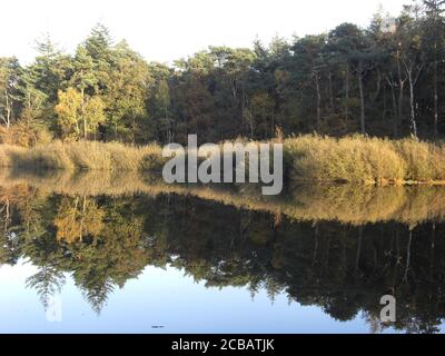 Beautiful shot of a forest reflecting in the water of the lake Stock Photo