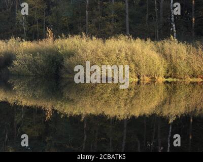 Beautiful shot of bushes reflecting in the water of the lake Stock Photo