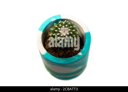 A small cactus in a beautiful ceramic pot isolated on white background Stock Photo