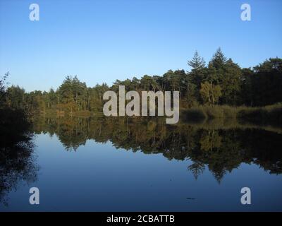 Beautiful shot of forest trees reflecting in the water of the lake Stock Photo