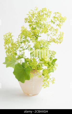 Alchemilla mollis, Lady's mantle flowers and foliage in vase on white background. Stock Photo