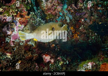 black spotted puffer fish, Arothron nigropunctatus, on coral reef, Tulamben, Bali, Indonesia Stock Photo