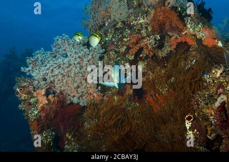 Yellowfin Surgeonfish, Acanthurus xanthopterus, on Liberty wreck, Tulamben, Bali Stock Photo