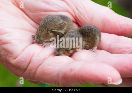 baby mice in the palm of a hand Stock Photo