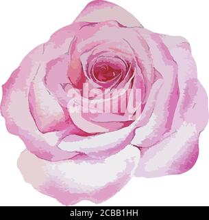 Vector illustration of rose watercolor Stock Vector