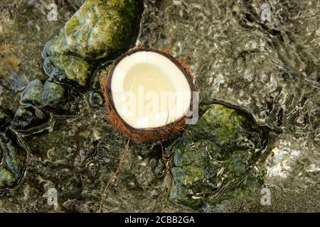 Coconut nuts opened with milk inside on natural rocks Stock Photo