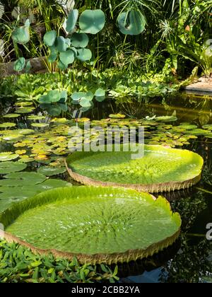 Giant Water Lillys, In Tropical Greenhouse, Oxford Botanical Gardens, Oxford, Oxfordshire, England, UK, GB. Stock Photo