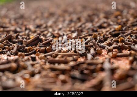 Close up of dried cloves Shot with Shallow Depth of field Stock Photo