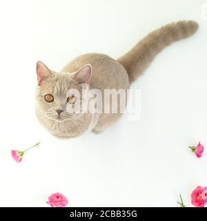 Scottish cat looking at camera on white. Scottish cat and flowers Stock Photo