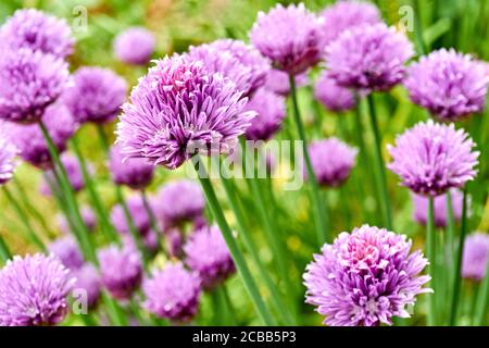 Chives or Allium Schoenoprasum in bloom with purple violet flowers and green stems. Chives is an edible herb for use in the kitchen. Stock Photo