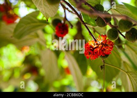 Paper tree in the park. Fruit close-up.. Broussonetia papyrifera. Stock Photo