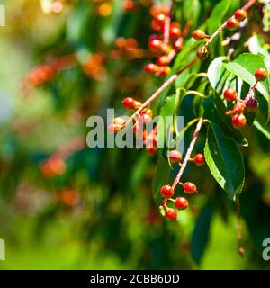 Small red black cherries ripen on the tree. Stock Photo