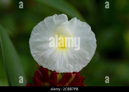 White Indian Head Ginger flower, The wild flower and Thai herb in Thailand. Stock Photo