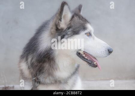 Siberian husky profile face. Selective focus  Stock Photo