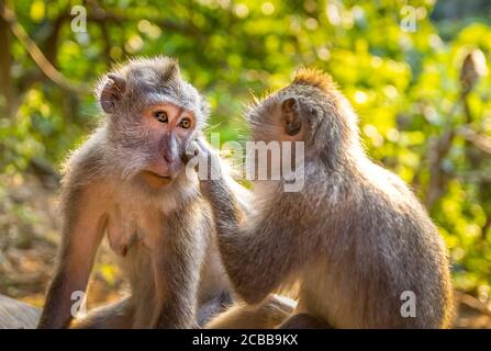 Monkeys in a forest in Bali, Indonesia Stock Photo