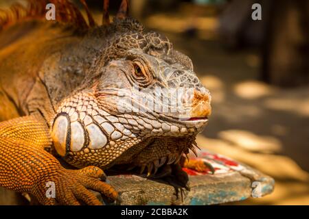 Iguana standing on a rock Stock Photo