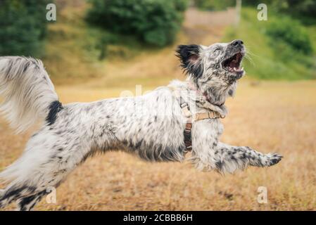 Action portrait of rescued border collie mix, dog adoption concept Stock Photo