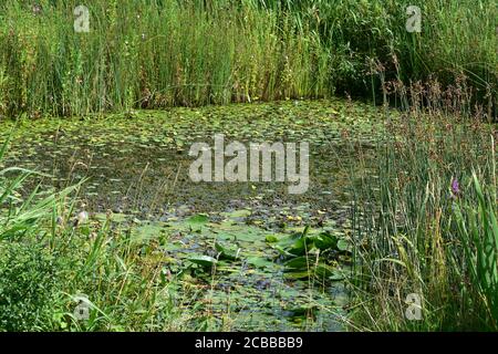 Wildlife pond, Rodley Nature Reserve, Leeds, West Yorkshire Stock Photo