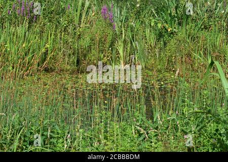 Wildlife pond, Rodley Nature Reserve, Leeds, West Yorkshire Stock Photo