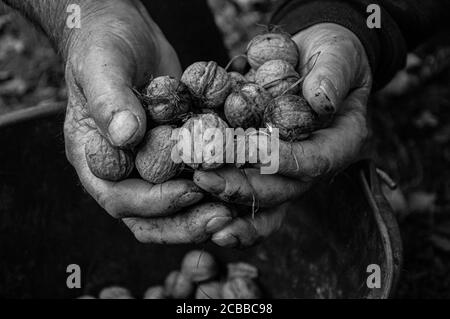 Black and white photo of old man's hands holding walnuts harvested in fall -Slovakia Stock Photo