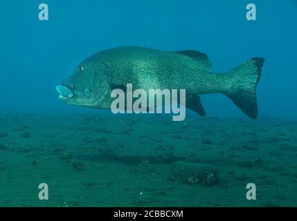 Giant grouper swimming over sandy sea bed, Tulamben, Bali, indonesia Stock Photo