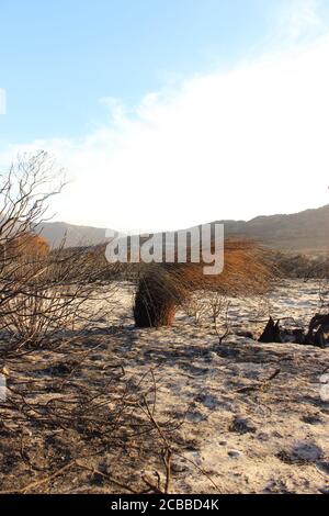 Fire ravaged burnt, arid wilderness landscape covered in small protea ...