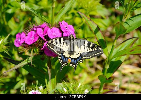 Swallowtail butterfly (Papilio machaon britannicus) feeding on garden flowers in the Norfolk Broads