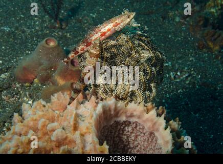 Pair of Reef Lizardfish, Synodus variegatus, on Crinoids in Bali, Indonesia. Stock Photo