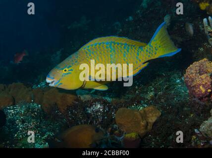 Blue-barred parrotfish, Scarus ghobban, swimming over coral reef, Tulamben, Bali, Indonesia, Stock Photo