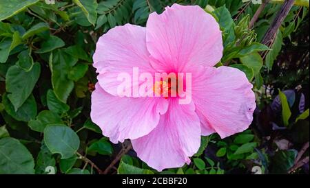 Pink Hawaiian hibiscus. Hibiscus flower at beautiful in the nature. China rose flower closeup Stock Photo