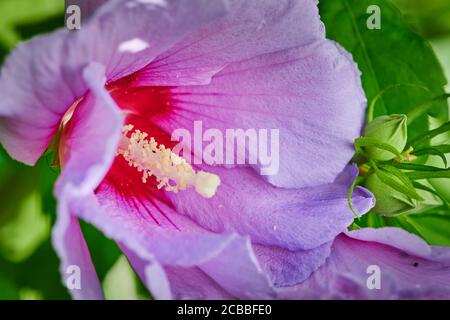 Macro shot of a bright pink hibiscus in the sunlight. Stock Photo
