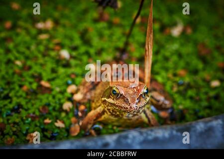 Macro shot of an agile frog (Rana dalmatina) sitting in a garden. Stock Photo
