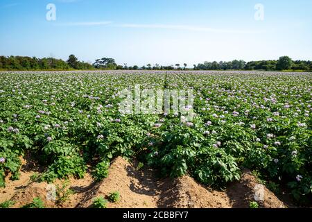 Potato crop Bawdsey Suffolk UK Stock Photo