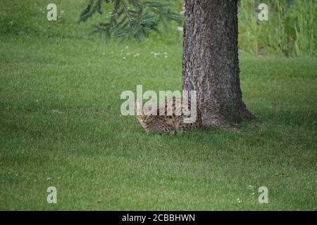 Ocelot sitting by a tree in a field of grass, looking at the camera, searching for prey. Stock Photo