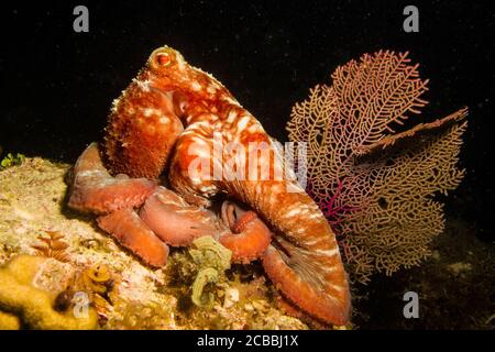 Octopus from the caribbean sea,  Riviera Maya, Mexico. Stock Photo