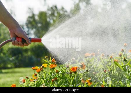 unrecognizable person waters flowers and plants with hose in home garden Stock Photo