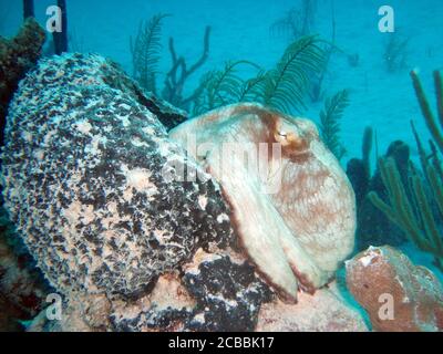 Octopus from the caribbean sea,  Riviera Maya, Mexico. Stock Photo