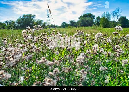 Flowering thistles in summer by the wayside Stock Photo