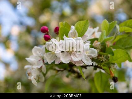 Close up of white blossom of crab apple Malus 'Evereste'. Cluster of new flowers and deep pink buds on tree branch in spring. Blurred foliage behind. Stock Photo