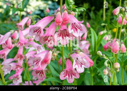 Close up of pink and red flowers of Penstemon 'MacPenny's Pink' in a sunny cottage garden border. Blurred flowers and foliage in background. Stock Photo