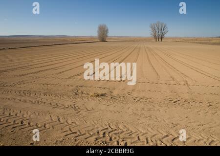 Ploughed field and trees in the background. Gallocanta Lagoon Natural Reserve. Aragon. Spain. Stock Photo