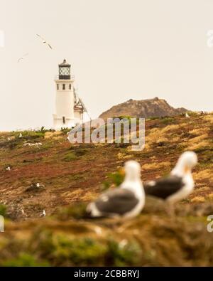 East Anacapa Light - Western gulls nest without regard to the historical lighthouse, built in 1912. Channel Islands National Park, California, USA Stock Photo