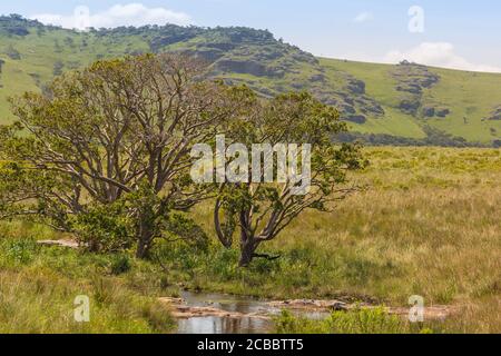 Tree on a tributary of the Bulolo River in Umtamvuna Nature Reserve, Port Edward, KwaZulu-Natal, South Africa Stock Photo