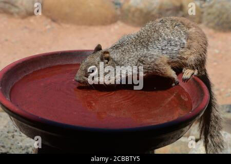 A ground squirrel (Spermophilus variegates) drinks from a backyard bird bath. Stock Photo